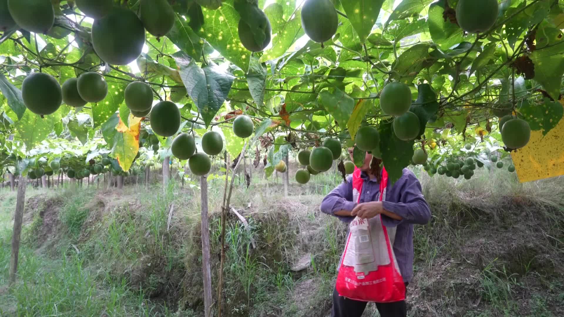 我县罗汉果迎来丰收季 为乡村振兴添活力